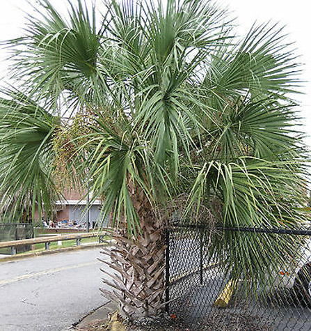 Sabal Palm - Superior Palms